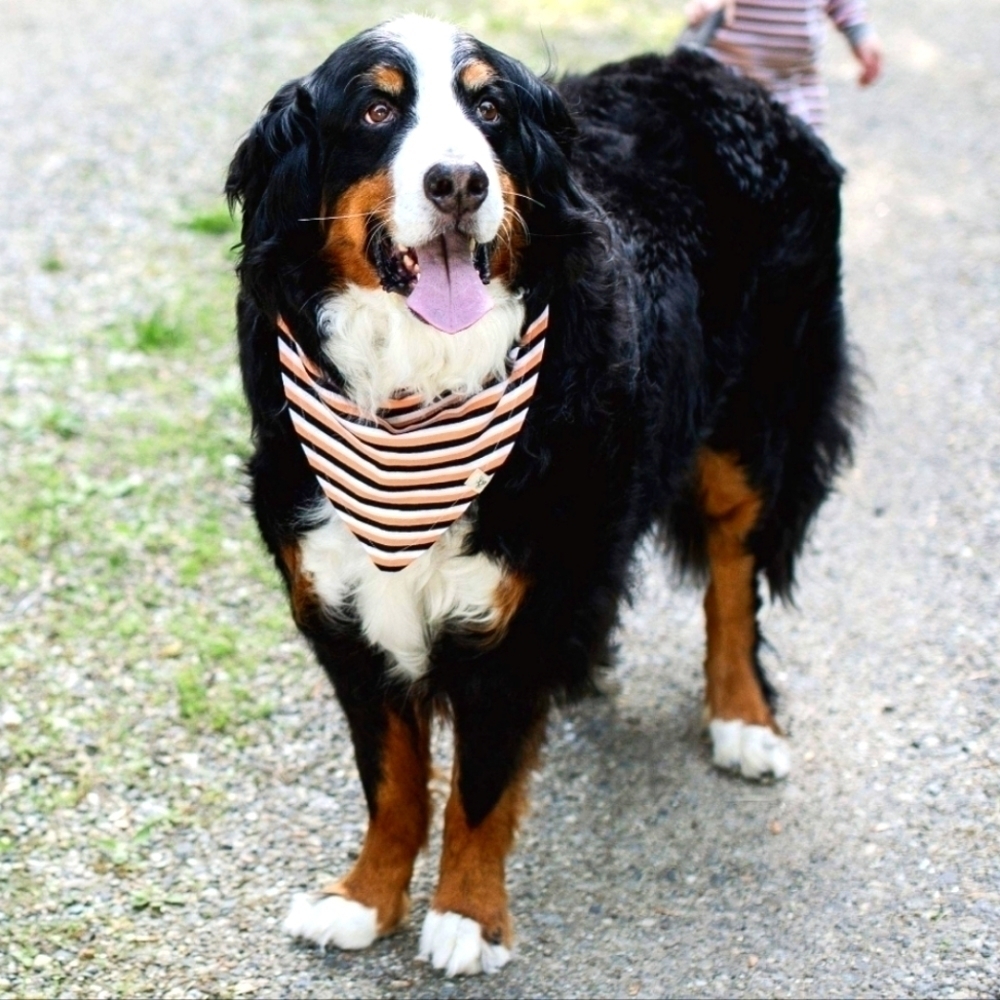 BURT'S BEES BABY Dog Bandana Pet Accessory
